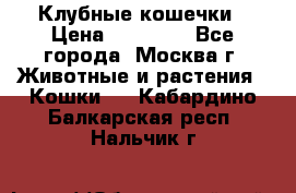 Клубные кошечки › Цена ­ 10 000 - Все города, Москва г. Животные и растения » Кошки   . Кабардино-Балкарская респ.,Нальчик г.